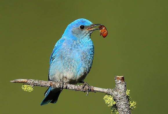 Male Mountain Bluebird with Insect