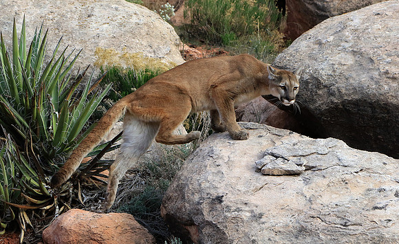 Mountain Lion Climbing Rocks