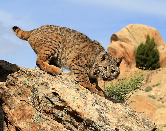 Bobcat