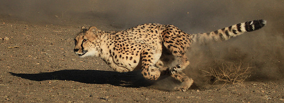 Running Cheetah