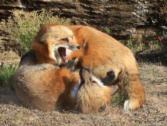 Red Fox Quarrel