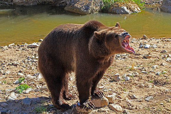Grizzley
