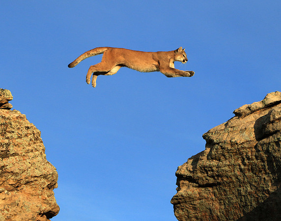 Mountain Lion Jump