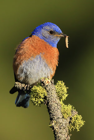 Male Western Bluebird with worm