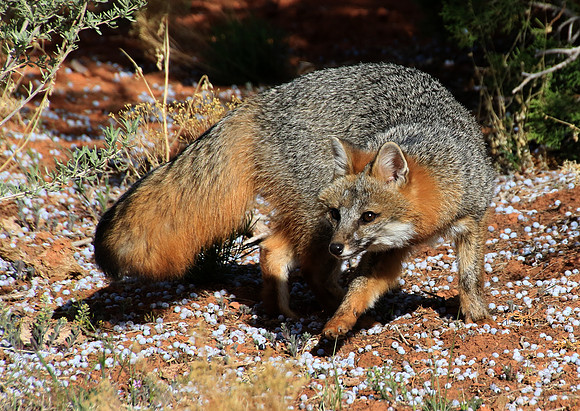 Gray Fox Amoung Juniper Berries