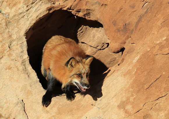 Red Fox