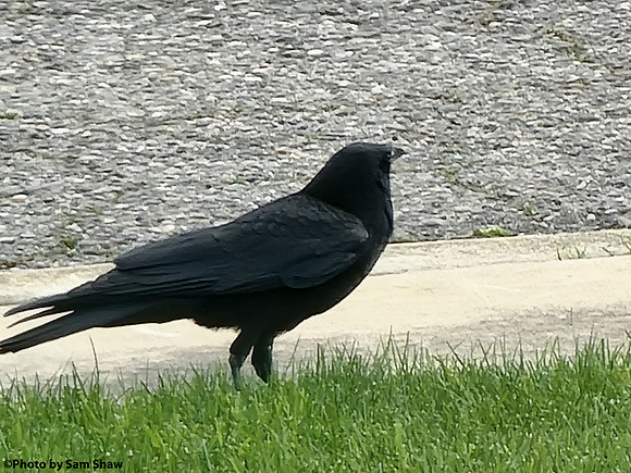 2024-03-23 - Caws