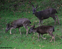 2024-04-06 - Deer
