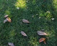 952-02-20190512_165418 Leaves on Grass
