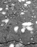 952-01-bw-20190512_135209 Rocks in sidewalk