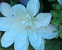952-03-20190512_135452 White Flower
