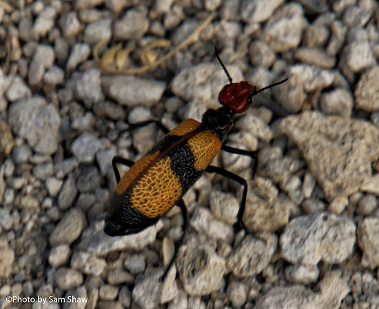2022-07-12 - Beauty in Nature