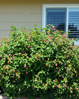 952-03-20190512_135333 Bush with Butterfly