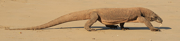 2018-72-11939 - Komodo Dragon