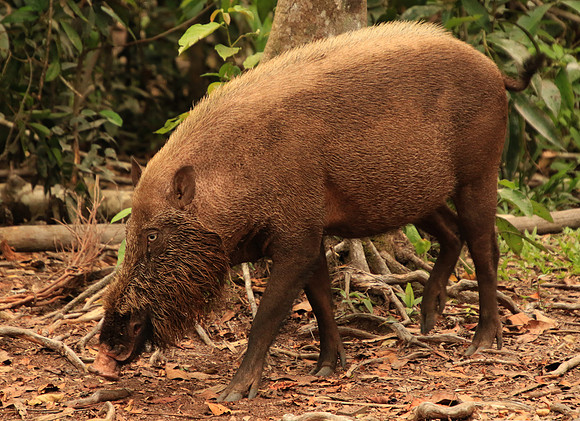 2018-72-8890 - Wild Asian Boar