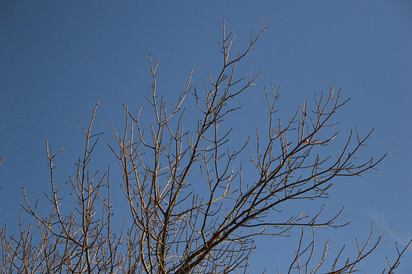 2020-12-19 - Bare