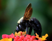 2016-05-20 - Insect