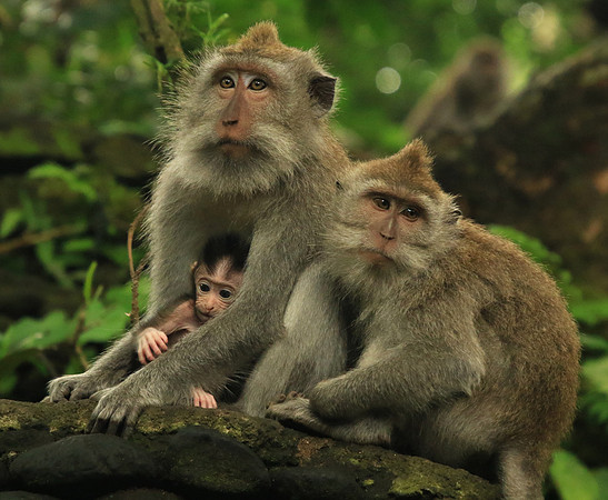 2018-72-10714 -  Macaque Family
