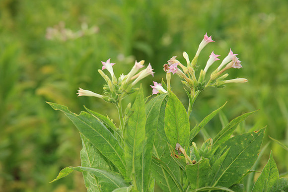 Tabacco Flowers