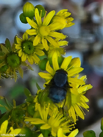 2024-06-27 - Fly