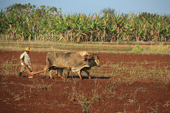 Plowing the field