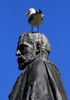 2019-07-10 - Bird Behavior