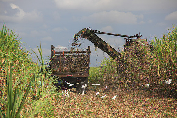 Harvesting Sugar Cane
