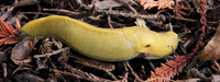 2022-06-04 - Slimy