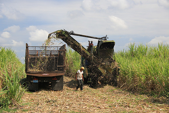Harvesting Sugar Cane