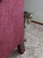 2021-07-12 - Hide