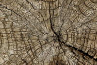 2021-09-07 - Textured Wood