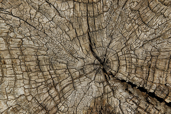 2021-09-07 - Textured Wood