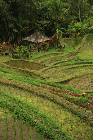 2018-72-10770 - Bali Rice Terraces
