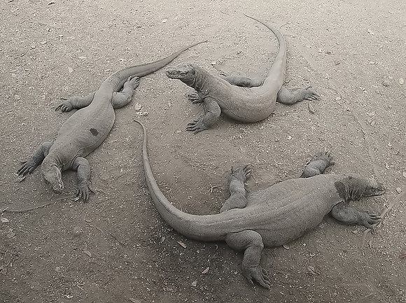 2018-72-12352 - Circle of Komodo Dragons