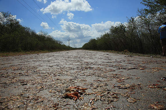 Thousands of squashed Moor Crabs
