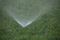 2016-06-06 - Grass