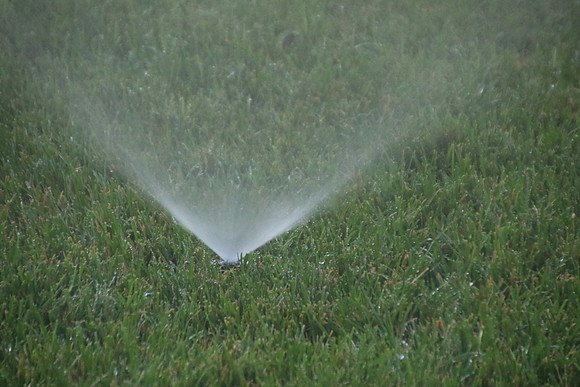 2016-06-06 - Grass