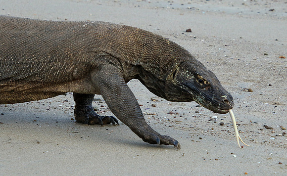 2018-72-12059 - Komodo Dragon