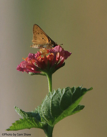 2022-08-18 - Nature