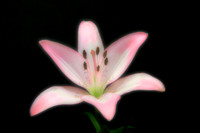 2019-65-2589 - Star Gazier Lily - Dream Glow