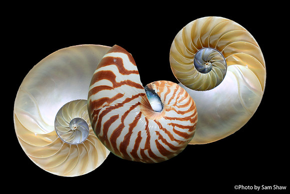 2025-07-08 - Seashells