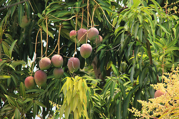Mangos