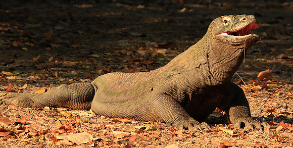 2018-72-12227 - Komodo Dragon