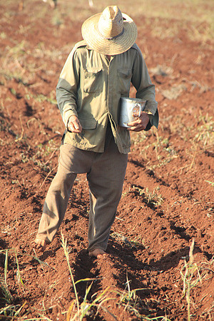 Planting Corn
