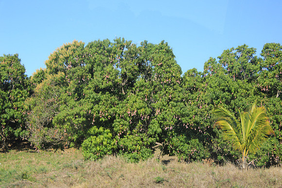 Mango Orchard