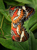 2018-72-10160 - Malay Lacewing Butterflies Mating