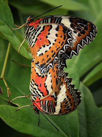2018-72-10160 - Malay Lacewing Butterflies Mating