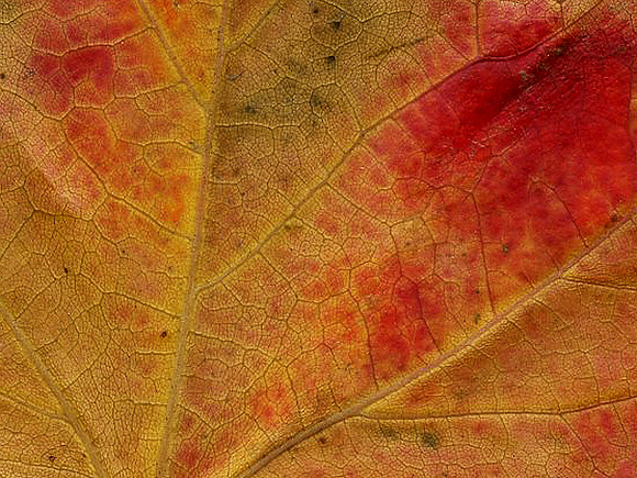 2015-11-17 - Closeup