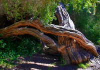 2022-06-20 - Branch