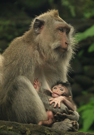 2018-72-10734 -  Macaque and Baby Feeding